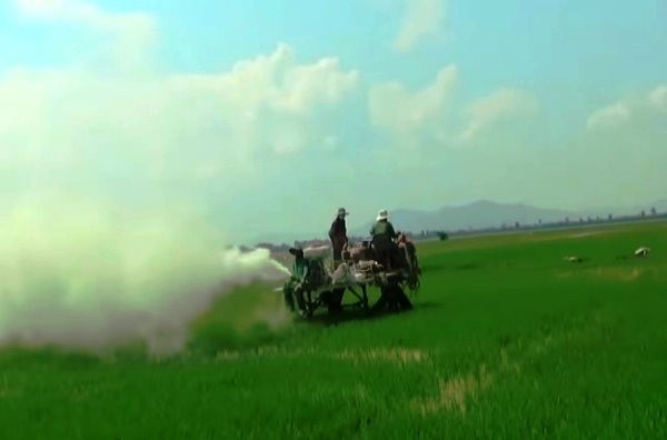 Kh&ocirc;ng c&oacute; chuyện lấy xi măng x&acirc;y nh&agrave; để b&oacute;n cho c&acirc;y l&uacute;a - Ảnh 1.