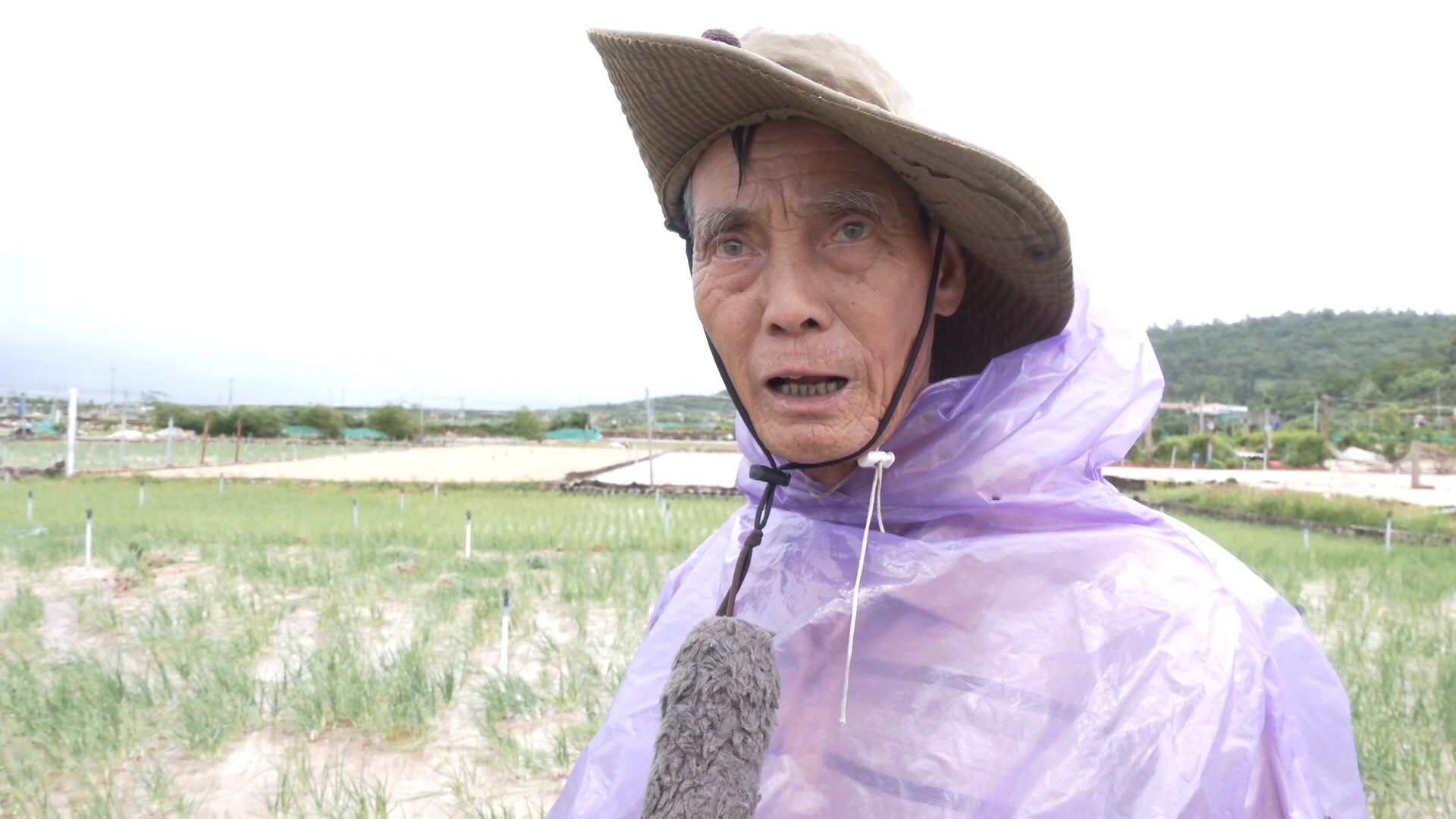 Mưa lớn g&acirc;y ngập &uacute;ng, n&ocirc;ng d&acirc;n L&yacute; Sơn tất tả thu hoạch c&acirc;y đặc sản - Ảnh 9.