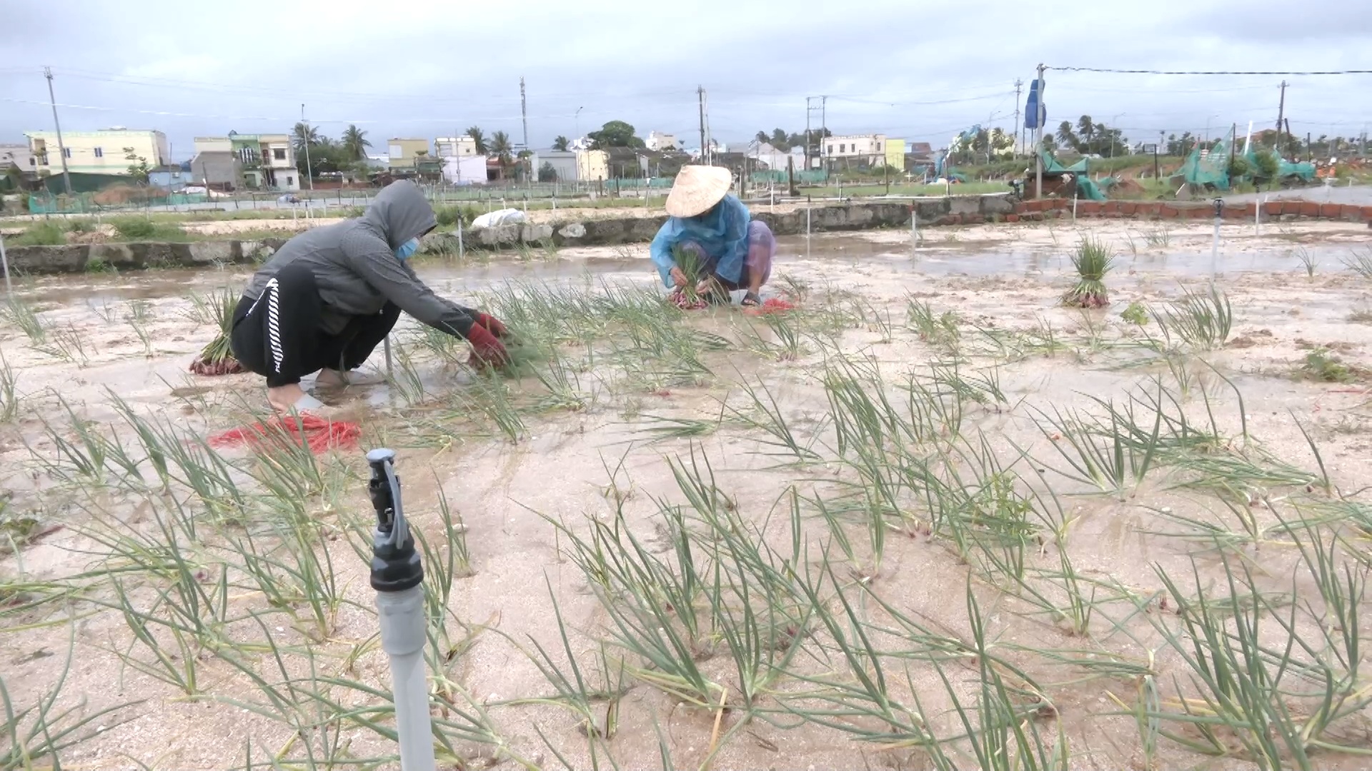 Mưa lớn g&acirc;y ngập &uacute;ng, n&ocirc;ng d&acirc;n L&yacute; Sơn tất tả thu hoạch c&acirc;y đặc sản - Ảnh 2.