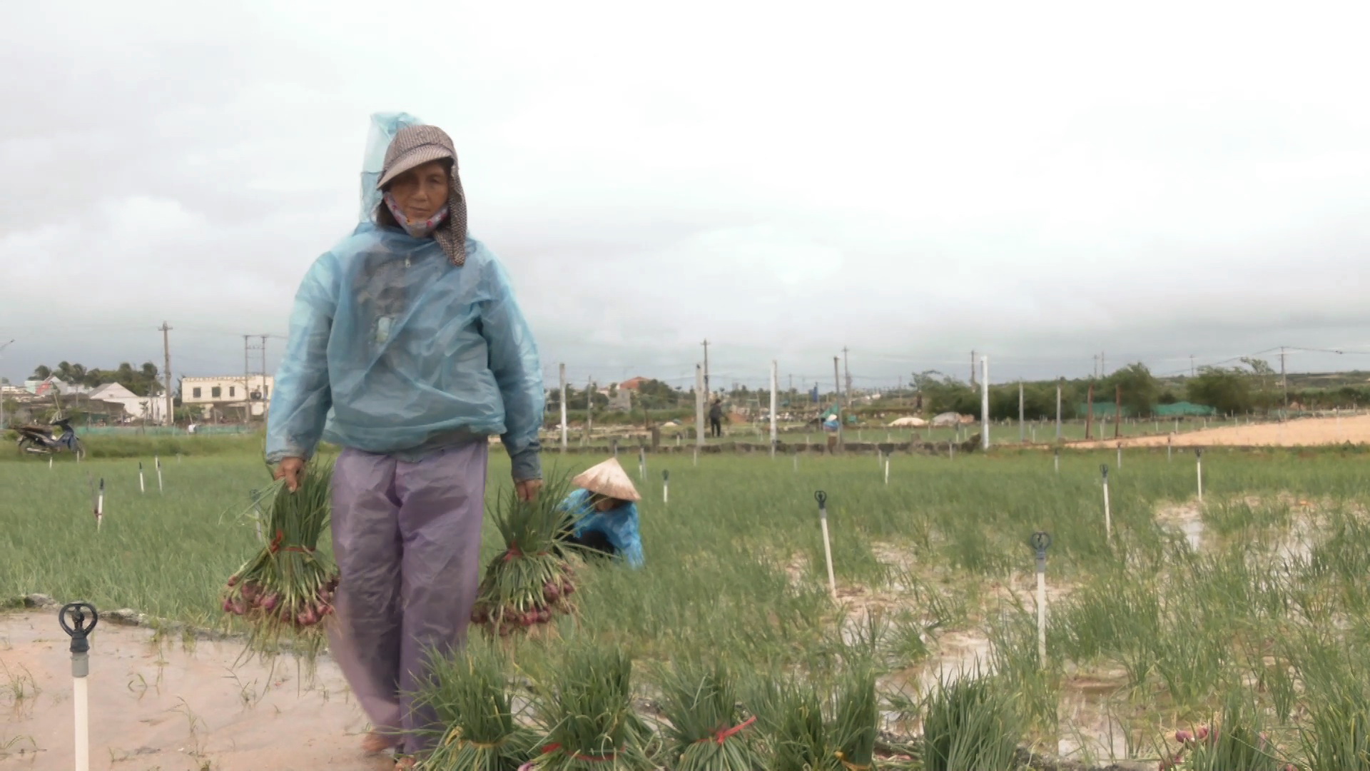 Mưa lớn g&acirc;y ngập &uacute;ng, n&ocirc;ng d&acirc;n L&yacute; Sơn tất tả thu hoạch c&acirc;y đặc sản - Ảnh 3.