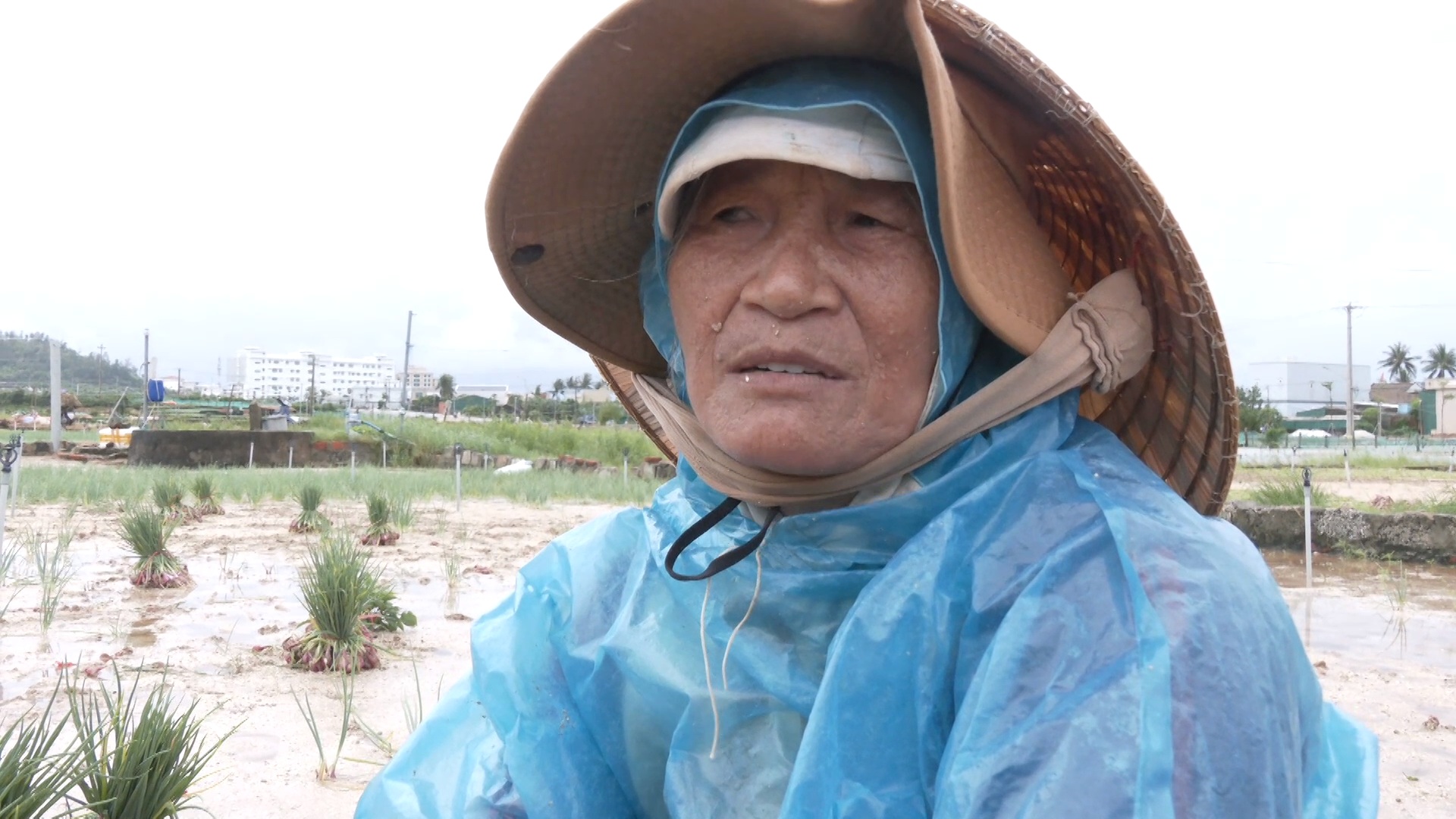 Mưa lớn g&acirc;y ngập &uacute;ng, n&ocirc;ng d&acirc;n L&yacute; Sơn tất tả thu hoạch c&acirc;y đặc sản - Ảnh 4.