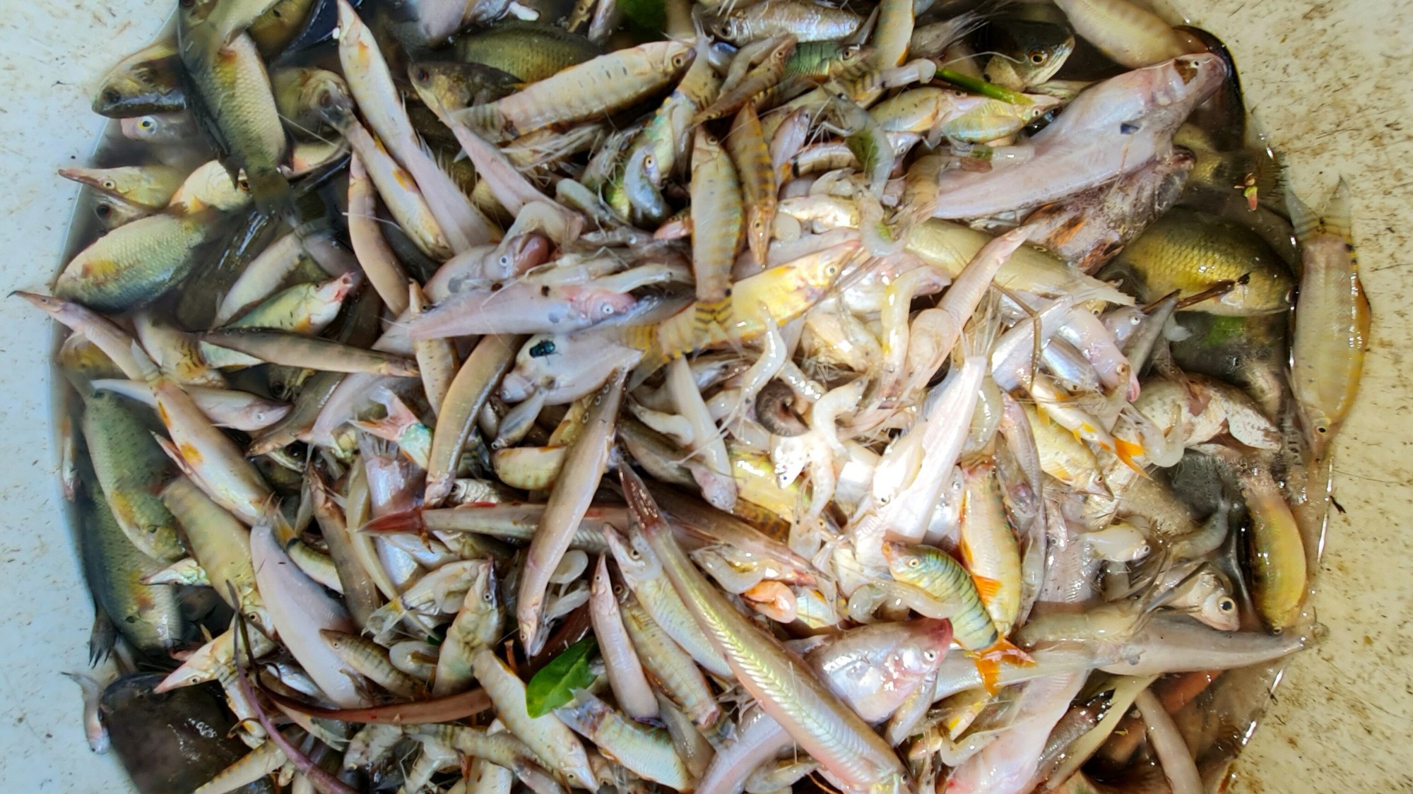 Ch&iacute;nh thức đ&oacute;i lũ, người d&acirc;n đầu nguồn &iacute;t hưởng lợi từ thi&ecirc;n nhi&ecirc;n - Ảnh 7.