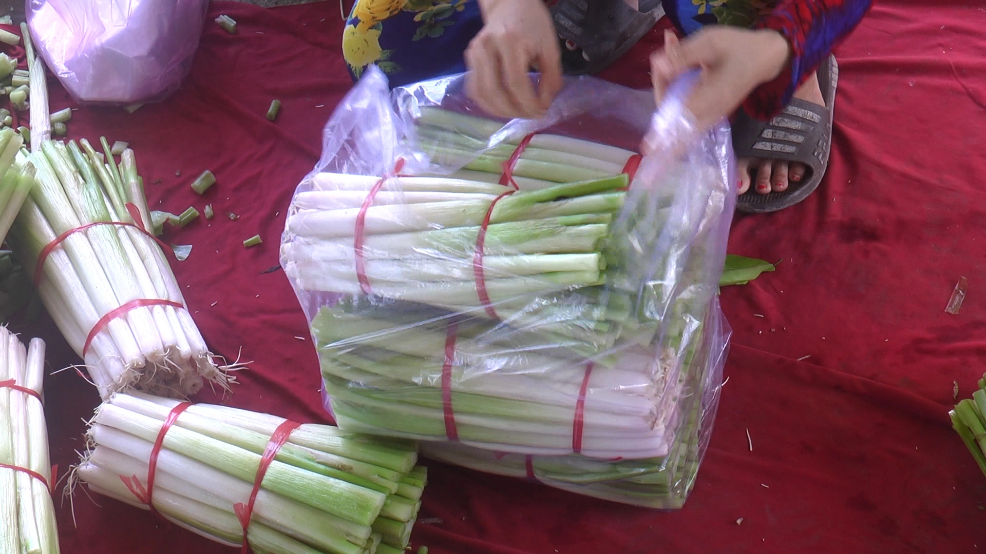 Người d&acirc;n ở C&agrave; Mau thu hoạch rau m&aacute;c thu tiền triệu mỗi th&aacute;ng - Ảnh 8.