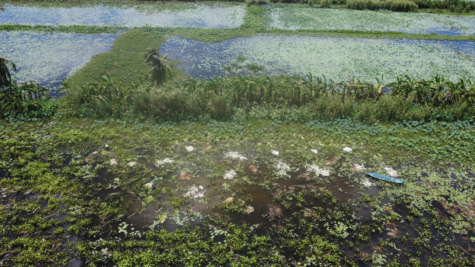 Người d&acirc;n ở C&agrave; Mau thu hoạch rau m&aacute;c thu tiền triệu mỗi th&aacute;ng - Ảnh 1.