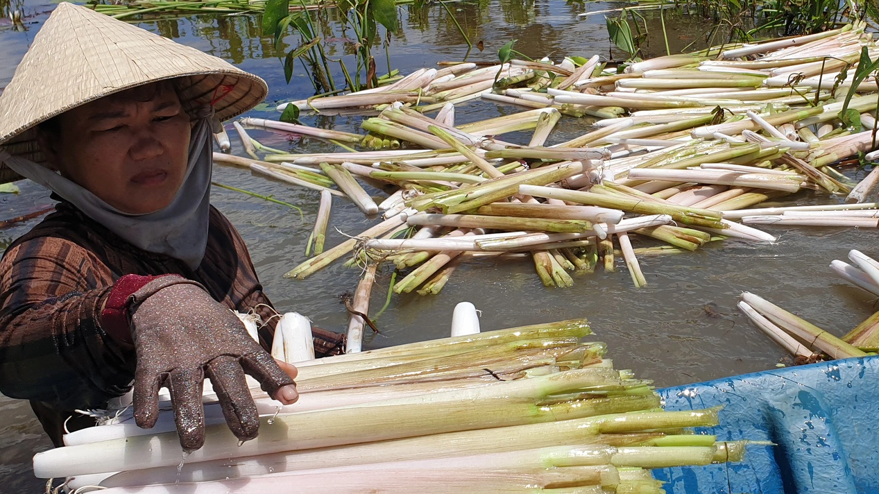 Người d&acirc;n ở C&agrave; Mau thu hoạch rau m&aacute;c thu tiền triệu mỗi th&aacute;ng - Ảnh 4.