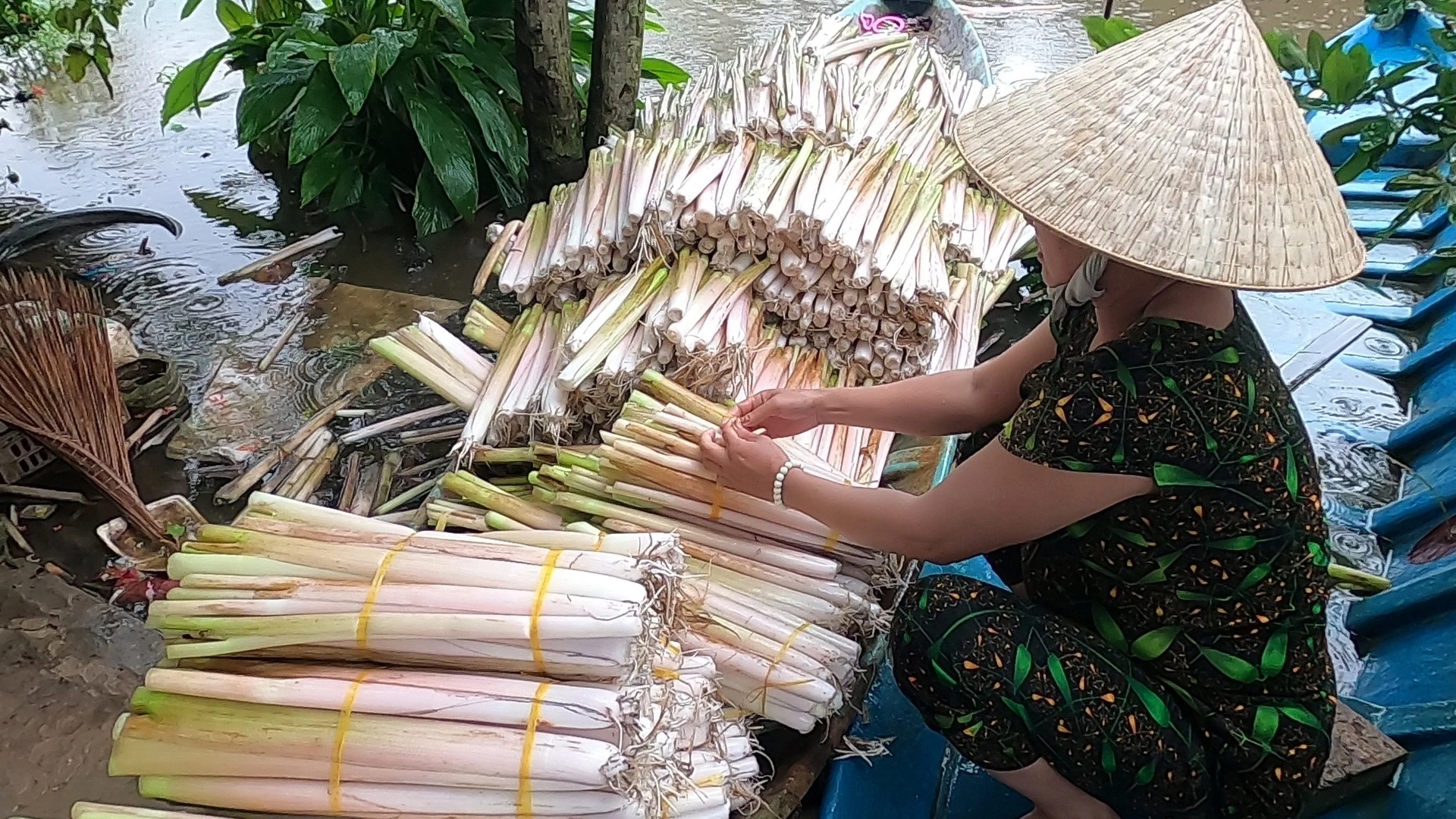 Người d&acirc;n ở C&agrave; Mau thu hoạch rau m&aacute;c thu tiền triệu mỗi th&aacute;ng - Ảnh 6.