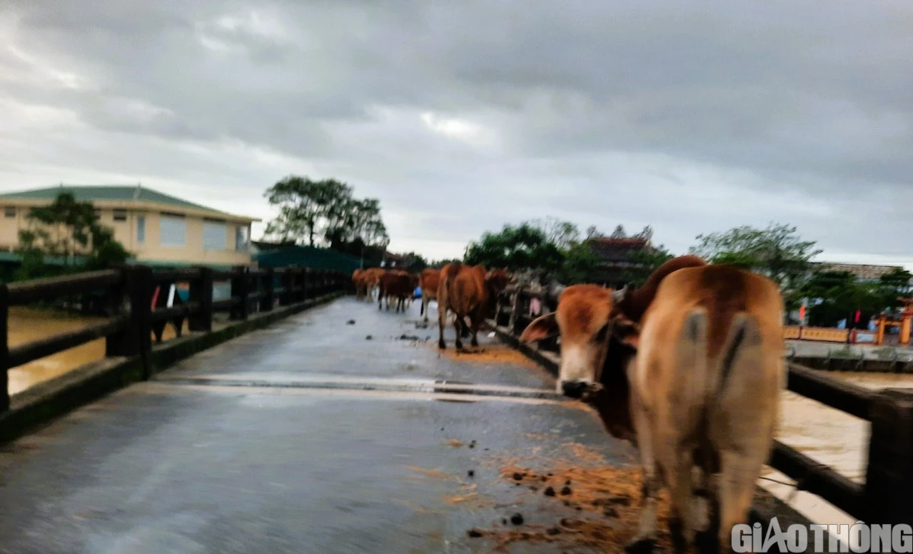 Nhiều nơi tại Quảng Trị v&agrave; Huế ngập s&acirc;u, d&acirc;n di chuyển bằng thuyền, b&ograve; l&ecirc;n cầu tr&aacute;nh lụt - Ảnh 9.