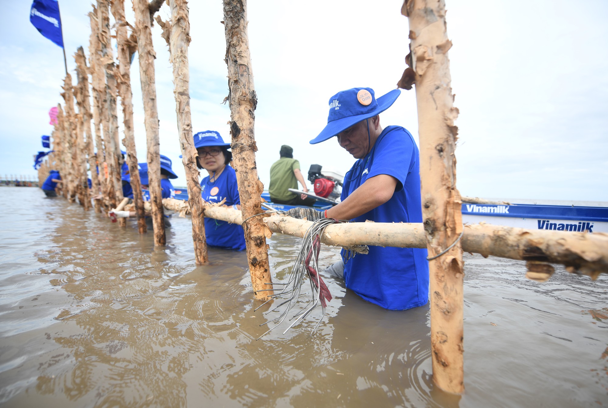 Khu vực khoanh nu&ocirc;i t&aacute;i sinh rừng ngập mặn c&oacute; diện t&iacute;ch 25ha do Vinamilk, Gaia chung tay thực hiện tại Vườn Quốc gia Mũi C&agrave; Mau.