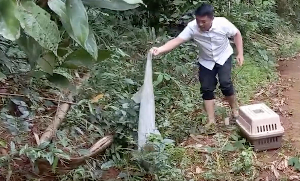 Thả 53 c&aacute; thể hoang d&atilde; gồm r&ugrave;a n&uacute;i v&agrave;ng khỉ mặt đỏ... qu&yacute; hiếm về rừng - Ảnh 1.