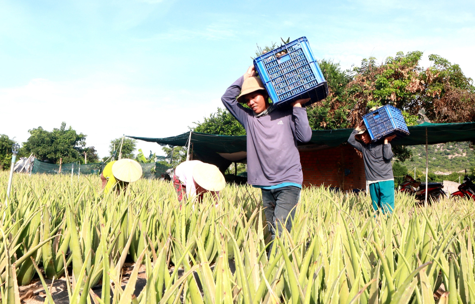 V&ugrave;ng nguy&ecirc;n liệu nha đam ở Ninh Thuận của &ldquo;vua nha đam&rdquo;