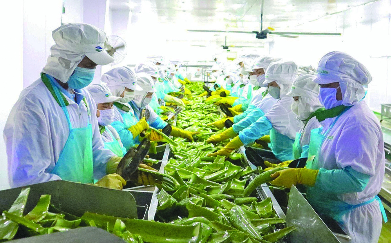 Nh&agrave; m&aacute;y chế biến nha đam VietFarm c&oacute; c&ocirc;ng suất 35.000 tấn l&aacute; tươi mỗi năm, cho ra 15.000 tấn th&agrave;nh phẩm