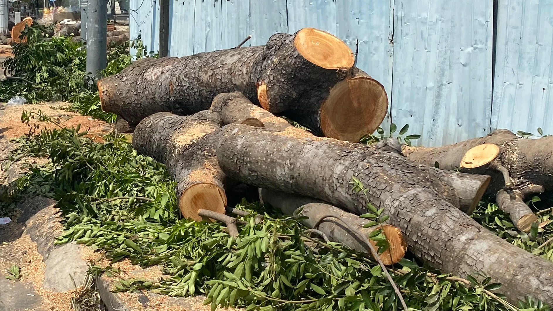 H&agrave;ng c&acirc;y x&agrave; cừ cổ thụ b&ecirc;n h&ocirc;ng s&acirc;n bay T&acirc;n Sơn Nhất bị đốn hạ để l&agrave;m đường - Ảnh 3.
