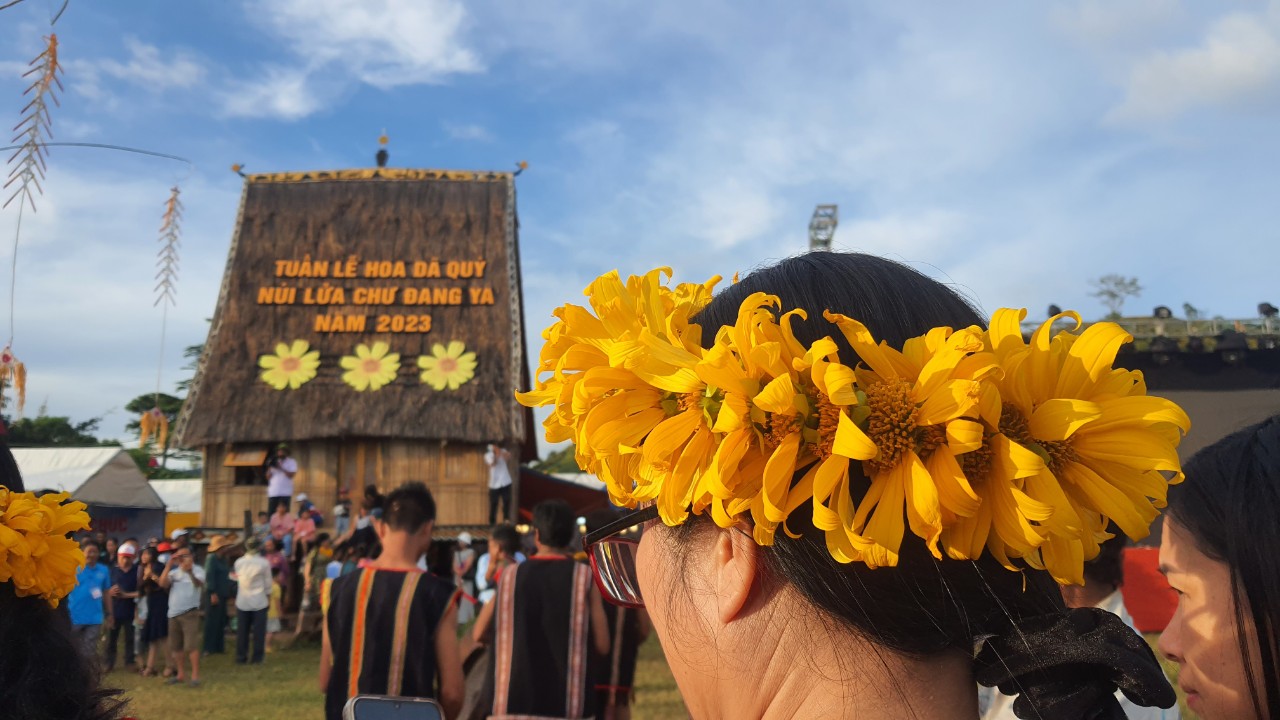 Ngất ng&acirc;y với triệu đ&oacute;a D&atilde; Quỳ tr&ecirc;n đỉnh Chư Đăng Ya - Ảnh 1.