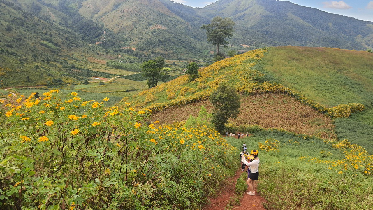 Ngất ng&acirc;y với triệu đ&oacute;a D&atilde; Quỳ tr&ecirc;n đỉnh Chư Đăng Ya - Ảnh 3.
