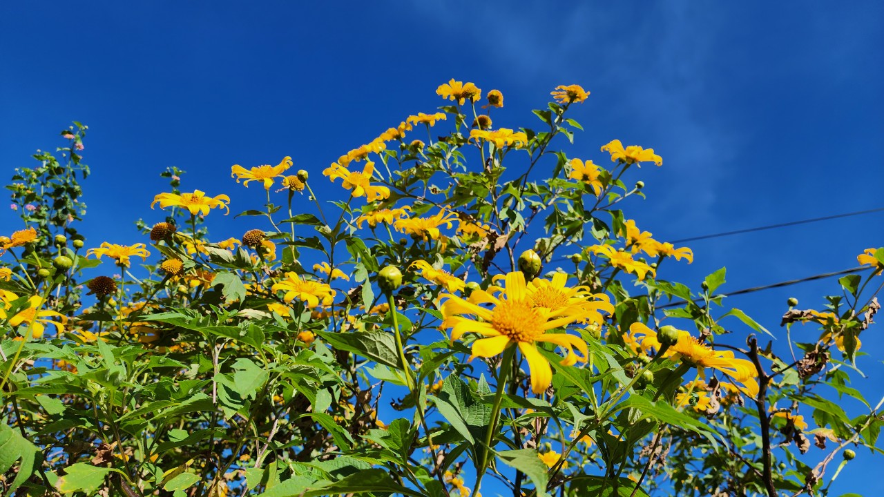 Ngất ng&acirc;y với triệu đ&oacute;a D&atilde; Quỳ tr&ecirc;n đỉnh Chư Đăng Ya - Ảnh 4.