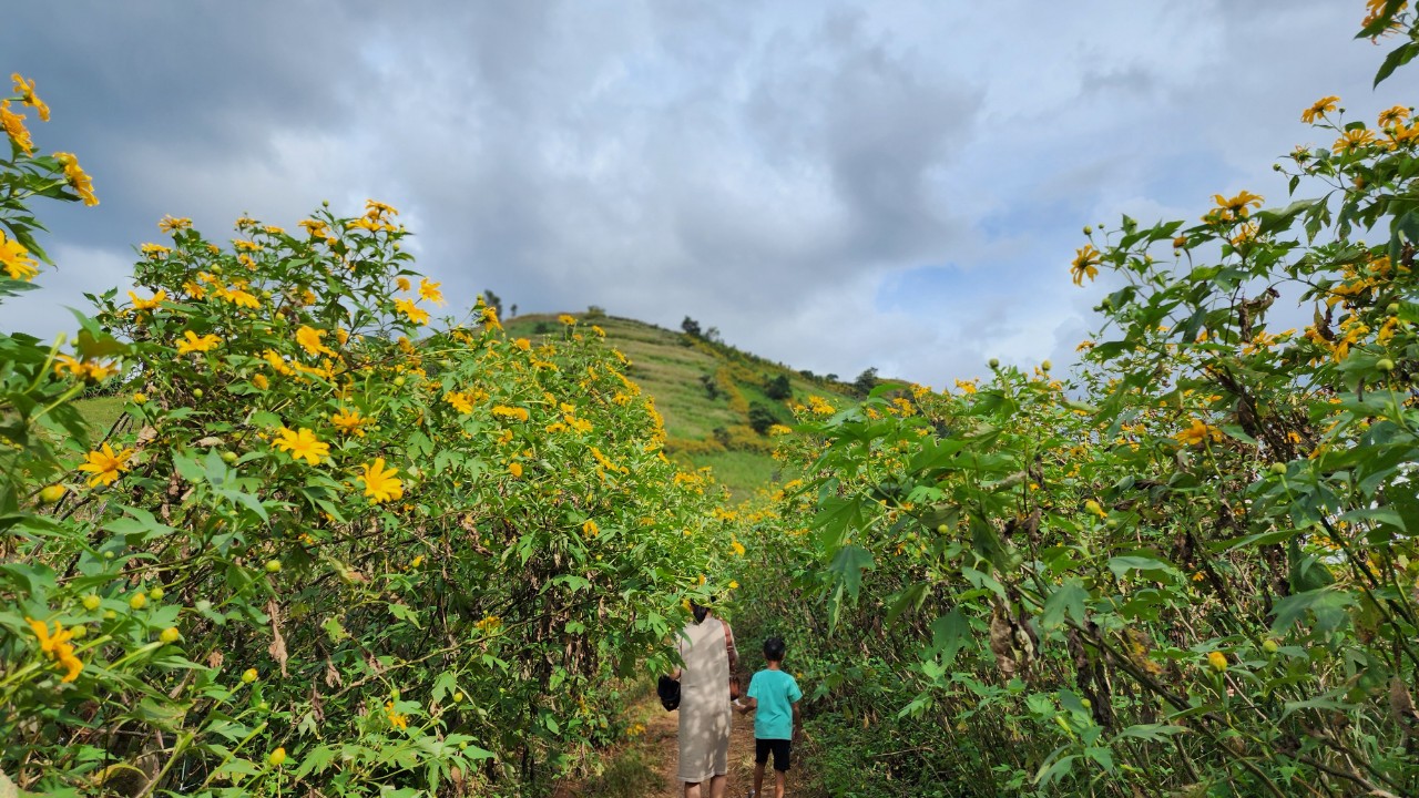 Ngất ng&acirc;y với triệu đ&oacute;a D&atilde; Quỳ tr&ecirc;n đỉnh Chư Đăng Ya - Ảnh 6.