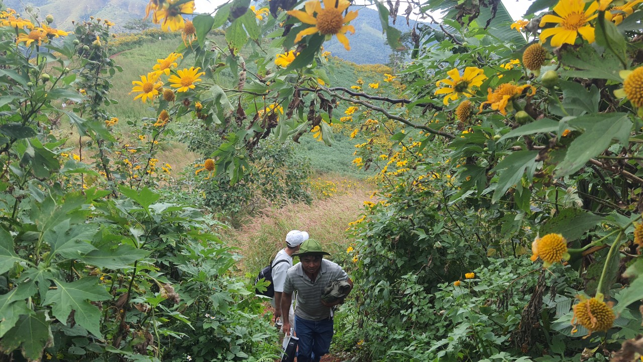 Ngất ng&acirc;y với triệu đ&oacute;a D&atilde; Quỳ tr&ecirc;n đỉnh Chư Đăng Ya - Ảnh 9.