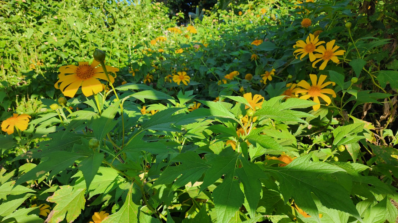 Ngất ng&acirc;y với triệu đ&oacute;a D&atilde; Quỳ tr&ecirc;n đỉnh Chư Đăng Ya - Ảnh 10.