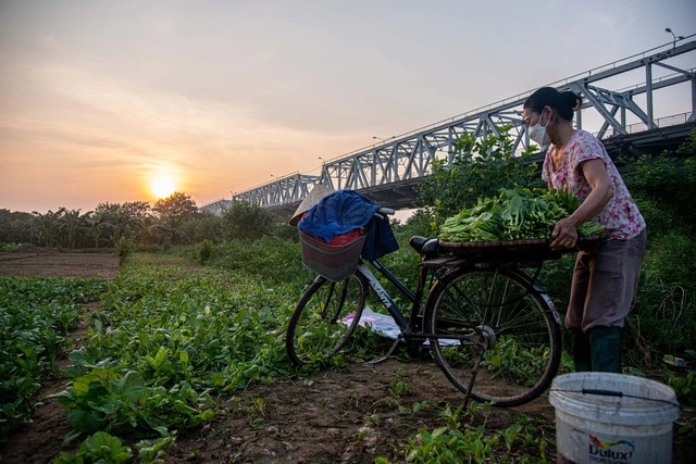 Ph&ecirc; duyệt c&ocirc;ng vi&ecirc;n c&acirc;y xanh: B&atilde;i giữa s&ocirc;ng Hồng th&agrave;nh khu canh t&aacute;c - Ảnh 5.