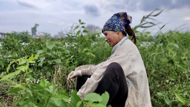 Ph&ecirc; duyệt c&ocirc;ng vi&ecirc;n c&acirc;y xanh: B&atilde;i giữa s&ocirc;ng Hồng th&agrave;nh khu canh t&aacute;c - Ảnh 7.