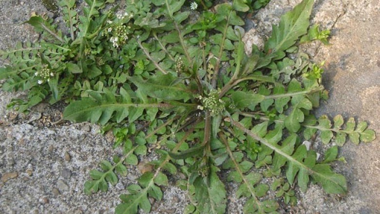 Loại rau dại mệnh danh "cỏ ti&ecirc;n", bổ mắt, dưỡng nhan, nấu g&igrave; cũng ngon - Ảnh 1.