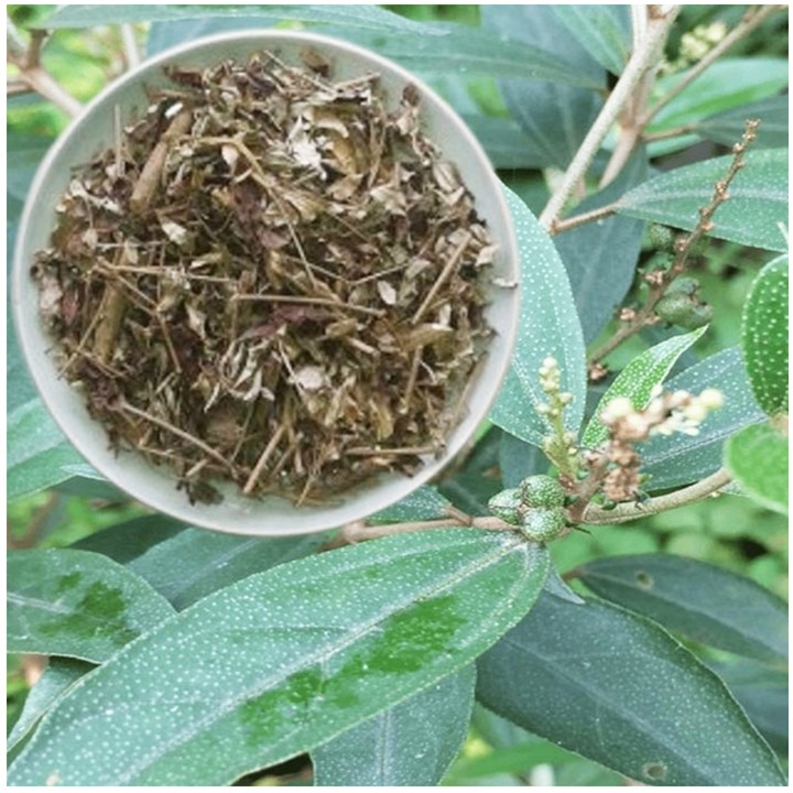 Loại rau dại mọc dễ như cỏ, ăn vừa ngon lại m&aacute;t, đem phơi kh&ocirc; th&agrave;nh thuốc qu&yacute; - Ảnh 2.