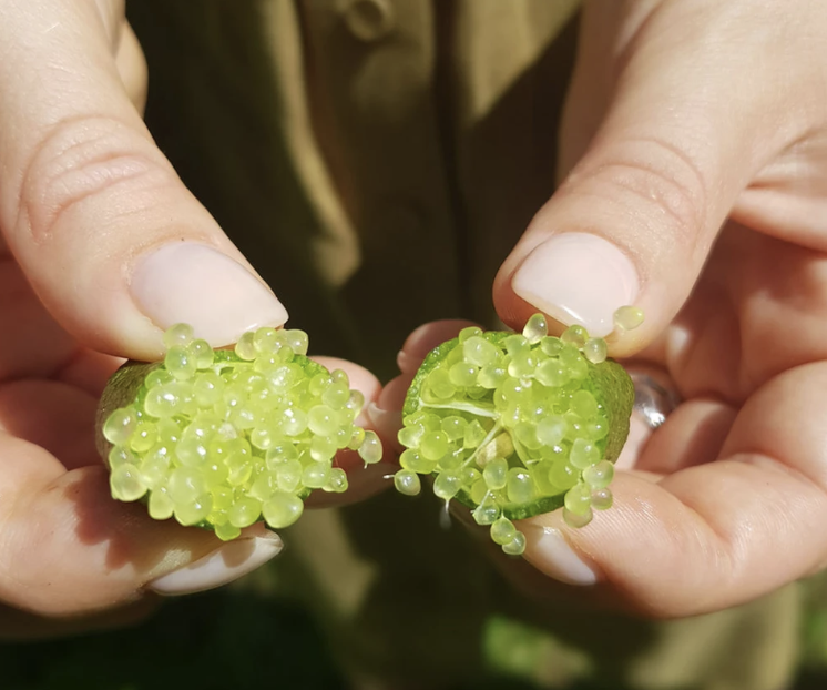 Loại quả mệnh danh "trứng c&aacute; caviar" giới nh&agrave; gi&agrave;u săn l&ugrave;ng, gần nửa chỉ v&agrave;ng/kg - Ảnh 2.