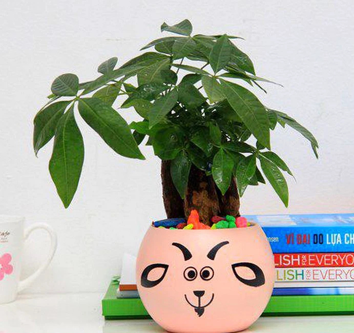 Người xưa dặn "đừng tặng 3 loại c&acirc;y cảnh n&agrave;y kẻo biến bạn th&agrave;nh th&ugrave;", v&igrave; sao vậy? - Ảnh 5.