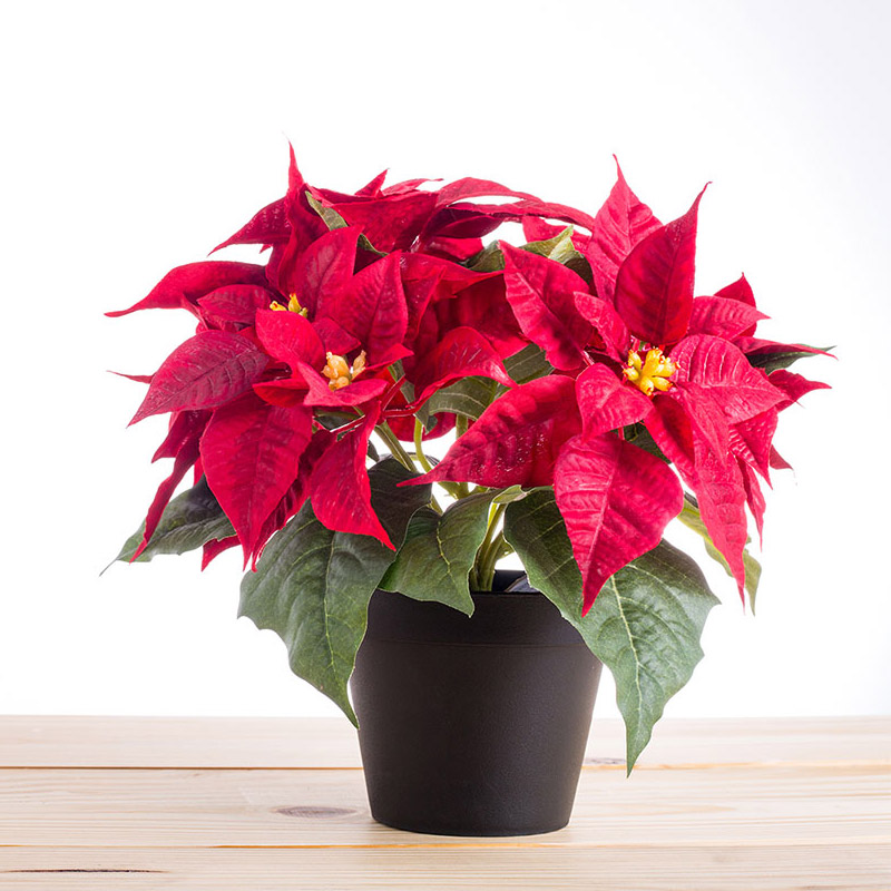 Người xưa dặn "đừng tặng 3 loại c&acirc;y cảnh n&agrave;y kẻo biến bạn th&agrave;nh th&ugrave;", v&igrave; sao vậy? - Ảnh 2.