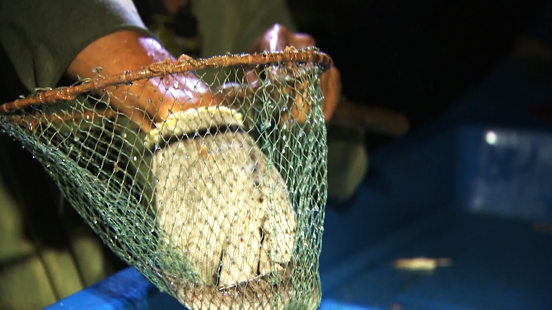 Lội bộ xuy&ecirc;n rừng săn lo&agrave;i c&aacute; &ldquo;kỳ lạ&rdquo; ở C&agrave; Mau - Ảnh 7.