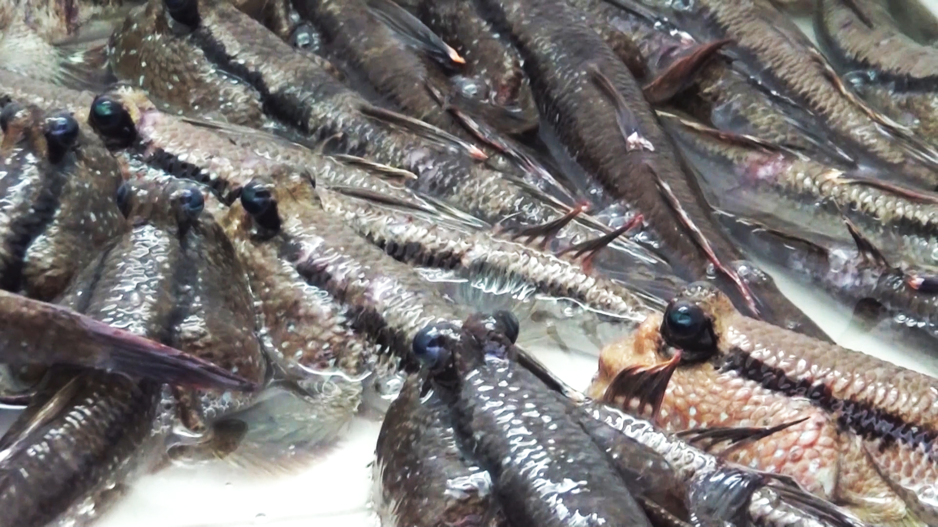 Lội bộ xuy&ecirc;n rừng săn lo&agrave;i c&aacute; &ldquo;kỳ lạ&rdquo; ở C&agrave; Mau - Ảnh 4.