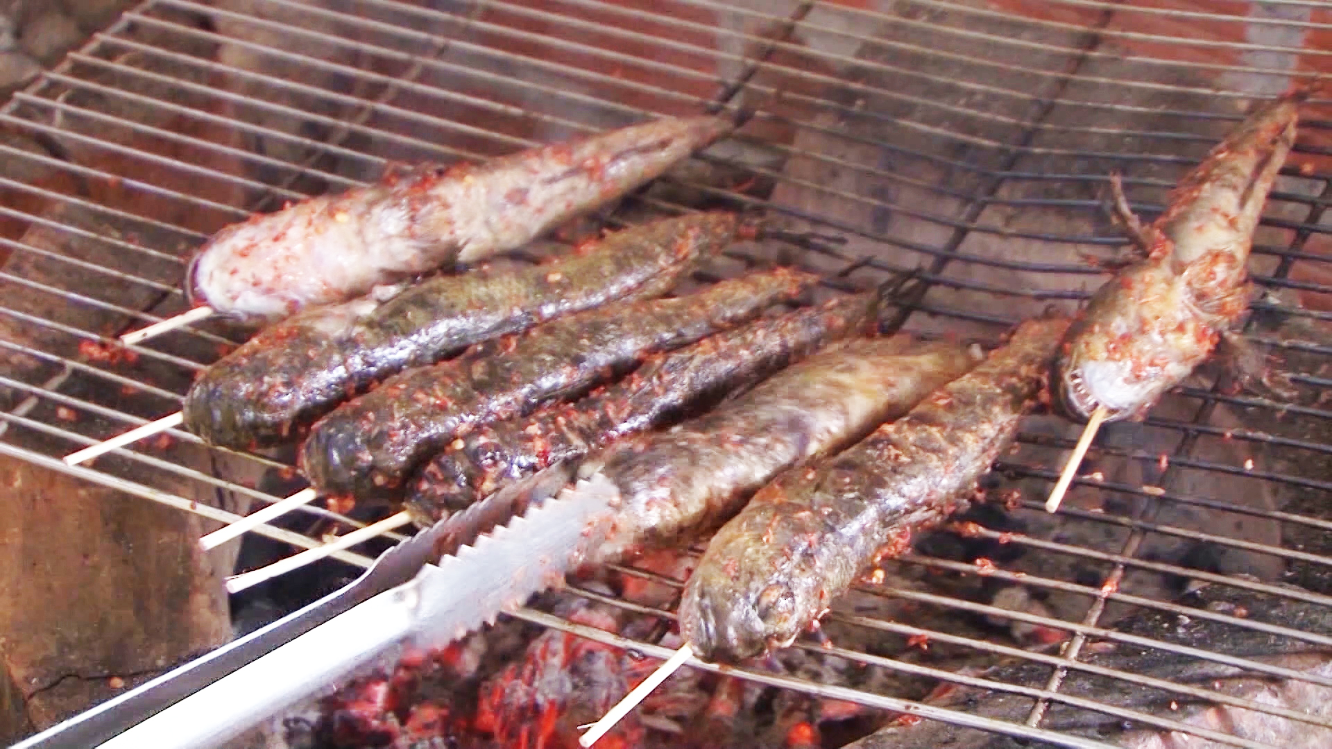 Lội bộ xuy&ecirc;n rừng săn lo&agrave;i c&aacute; &ldquo;kỳ lạ&rdquo; ở C&agrave; Mau - Ảnh 10.