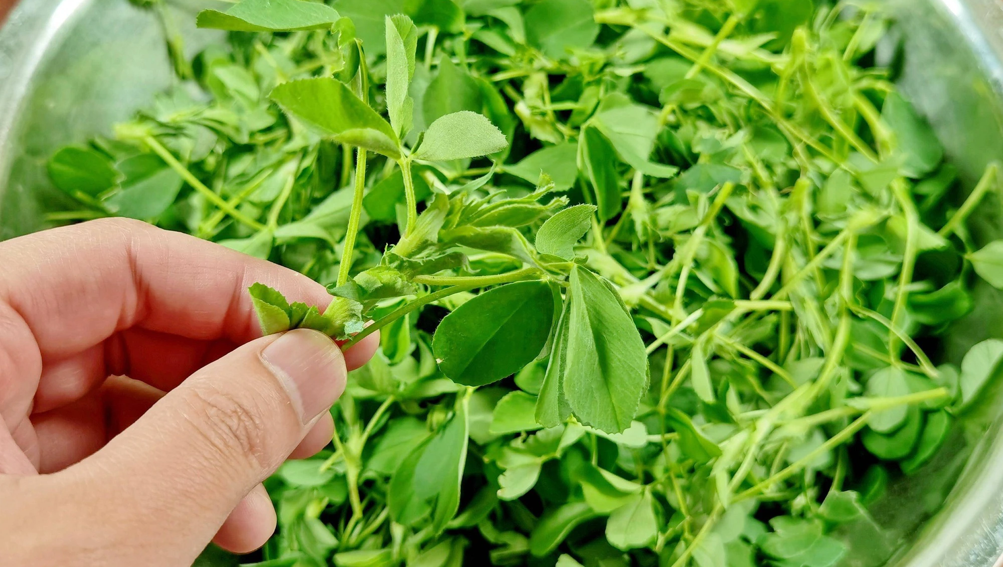 Loại rau như "cỏ dại" lại l&agrave; vị thuốc qu&yacute;, c&oacute; lợi cho ngũ tạng, dưỡng da, ngừa ung thư, hương vị rất ngon - Ảnh 4.