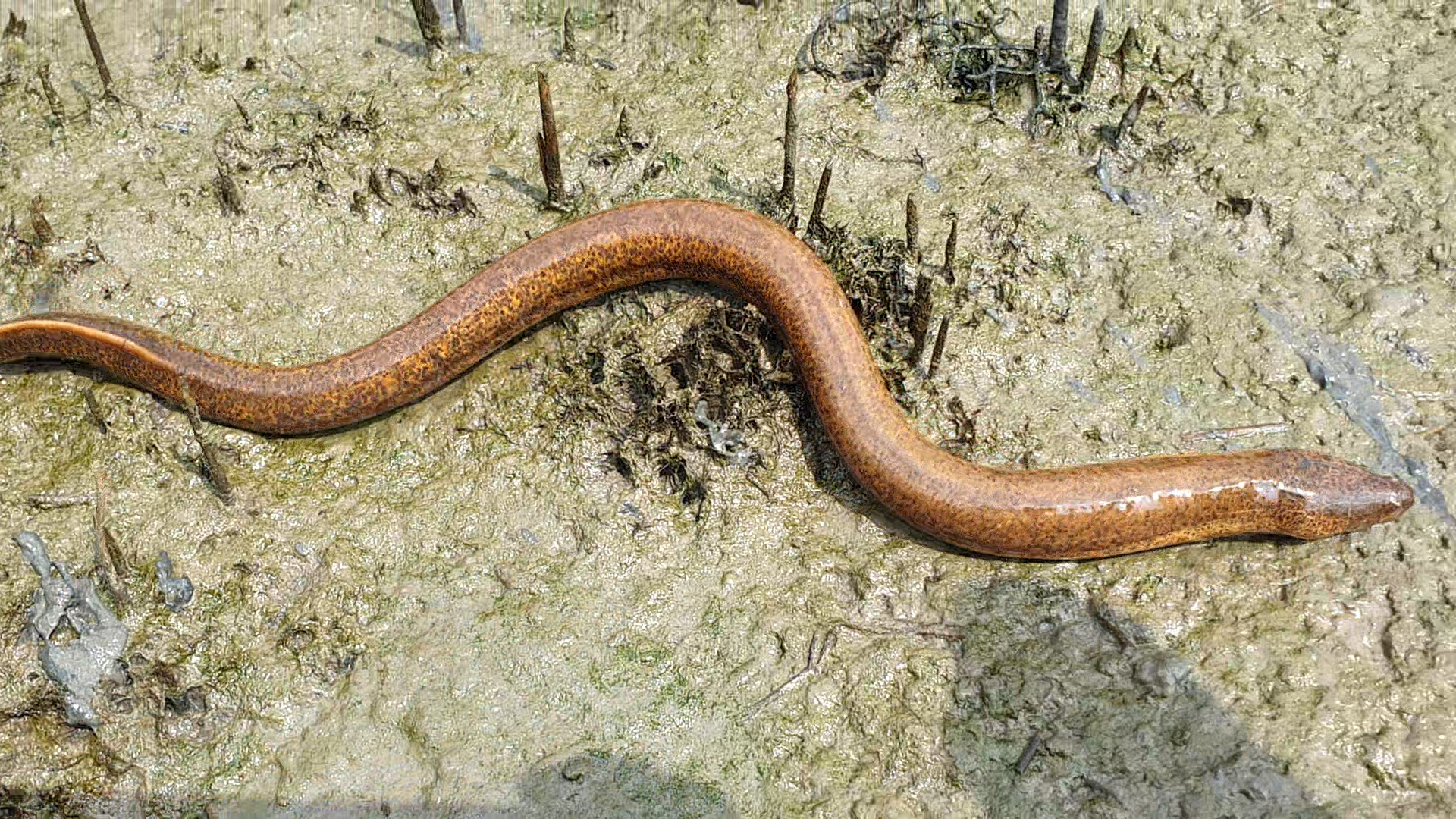 Người đ&agrave;n &ocirc;ng ở C&agrave; Mau c&oacute; biệt t&agrave;i bắt lịch bằng ch&acirc;n - Ảnh 1.