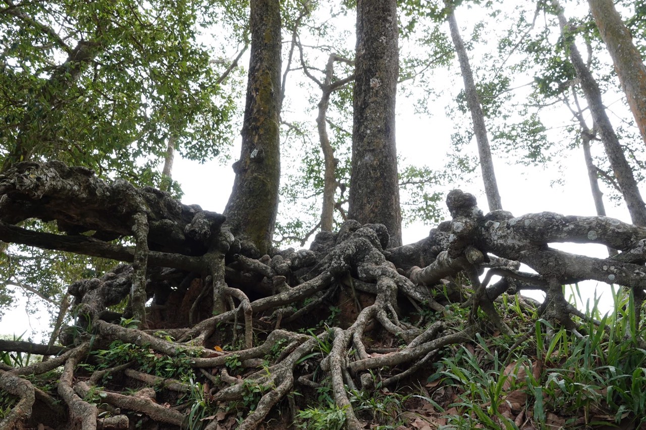 Lễ hội lớn nhất Tr&agrave; Vinh sắp được tổ chức  - Ảnh 4.