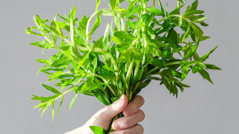 Loại rau thơm tưởng chỉ ăn k&egrave;m lại l&agrave; vị thuốc qu&yacute; kh&ocirc;ng phải ai cũng biết - Ảnh 1.