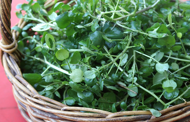 Loại rau "tốt nhất thế giới" của Mỹ h&oacute;a ra v&ocirc; c&ugrave;ng quen thuộc trong bữa cơm Việt - Ảnh 3.