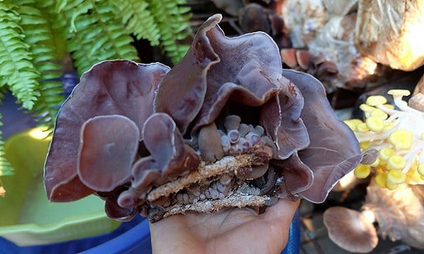 Loại rau quen thuộc gi&uacute;p hạ huyết &aacute;p, chợ Việt b&aacute;n sẵn rẻ như b&egrave;o - Ảnh 3.