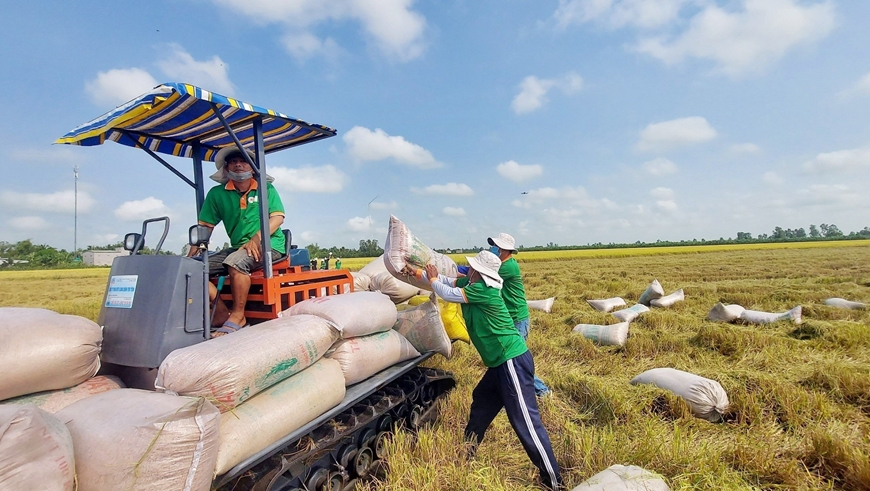 Chiếm thị phần lớn nhất tại Trung Quốc, xuất khẩu gạo Việt dự báo kỷ lục - Ảnh 1. Chiếm thị phần lớn nhất tại Trung Quốc, xuất khẩu gạo Việt dự báo kỷ lục - Ảnh 1.