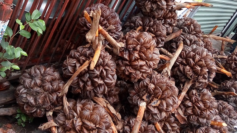 Loại quả mọc đầy v&ugrave;ng s&ocirc;ng nước Việt Nam được người Trung Quốc v&ocirc; c&ugrave;ng y&ecirc;u th&iacute;ch- Ảnh 3.