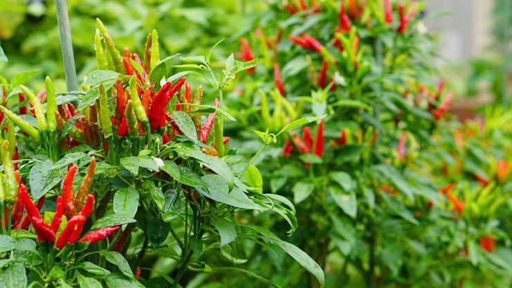 Loại l&aacute; b&eacute; t&iacute; v&iacute; như "kho canxi", nh&agrave; n&agrave;o cũng c&oacute; nhưng &iacute;t ai biết - Ảnh 1.