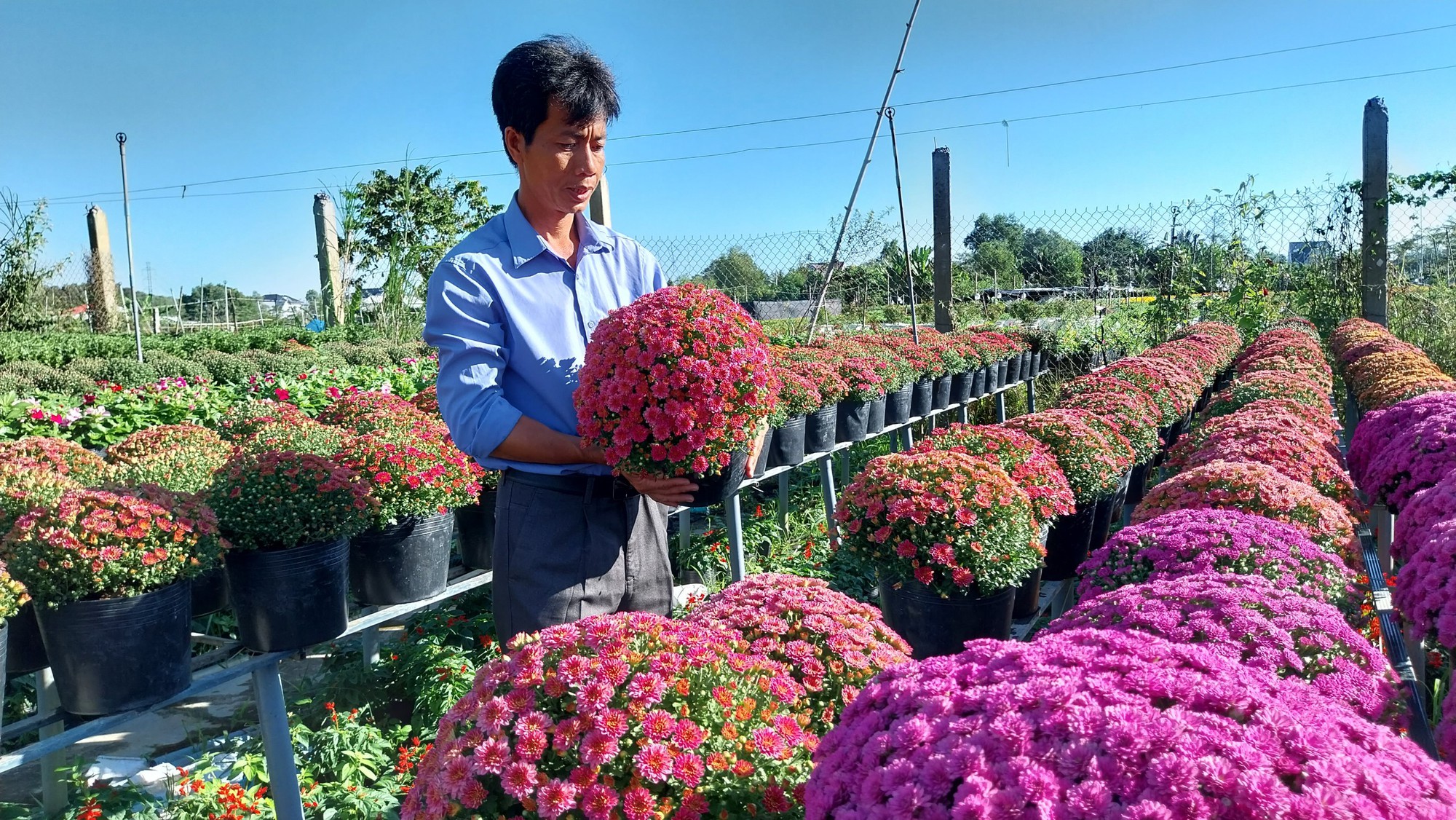 L&agrave;m mới m&igrave;nh, n&ocirc;ng d&acirc;n L&agrave;ng hoa Sa Đ&eacute;c trồng hoa kh&ocirc;ng đủ b&aacute;n - Ảnh 1.
