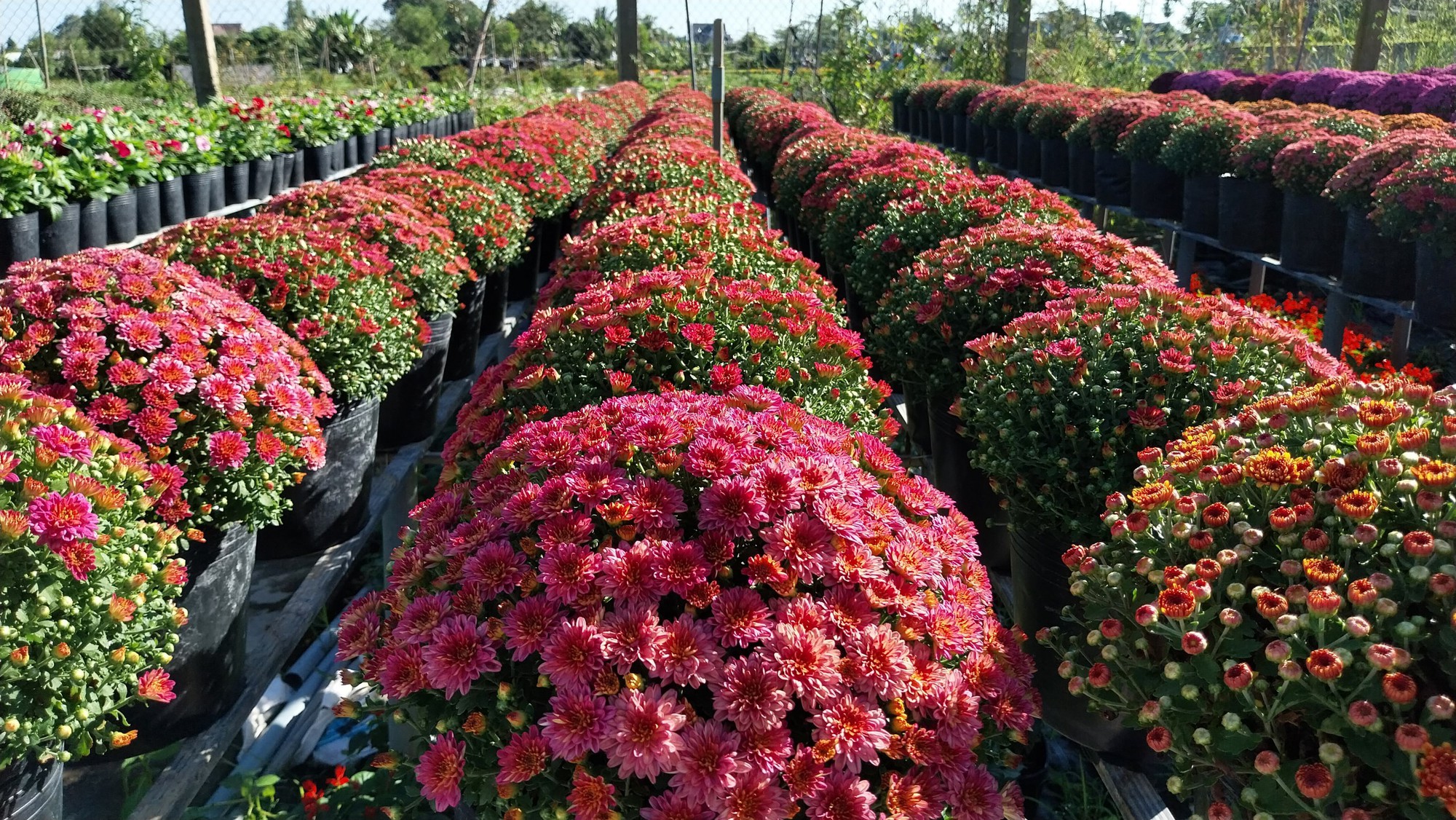 L&agrave;m mới m&igrave;nh, n&ocirc;ng d&acirc;n L&agrave;ng hoa Sa Đ&eacute;c trồng hoa kh&ocirc;ng đủ b&aacute;n - Ảnh 8.