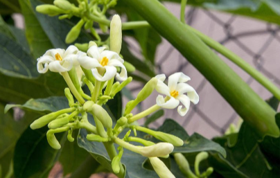 Loại hoa đem ng&acirc;m mật ong d&ugrave;ng tốt hơn thuốc bổ lại c&ograve;n chống vi&ecirc;m - Ảnh 1.