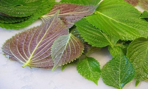 Những thực phẩm quen thuộc kh&ocirc;ng ngờ lại "kỵ nhau" trong m&acirc;m cỗ- Ảnh 2.