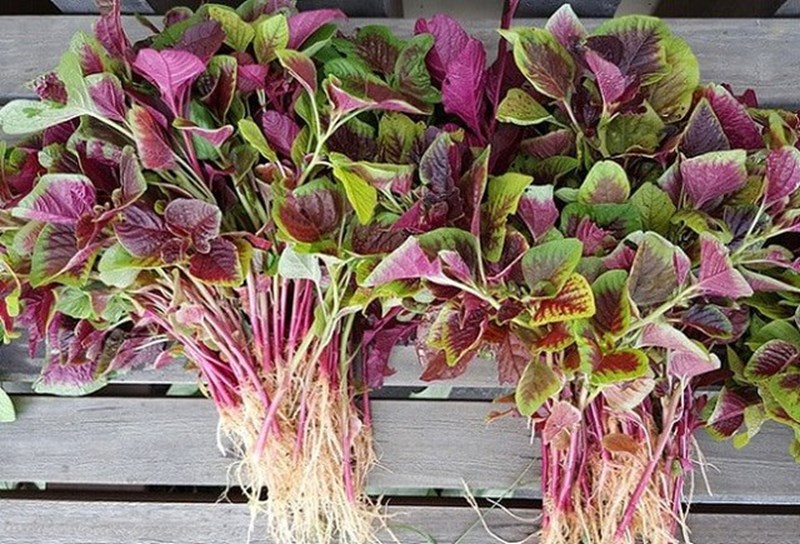 4 loại rau rẻ như cho "bổ hơn thịt" b&aacute;n đầy chợ nhưng &iacute;t người biết - Ảnh 1.