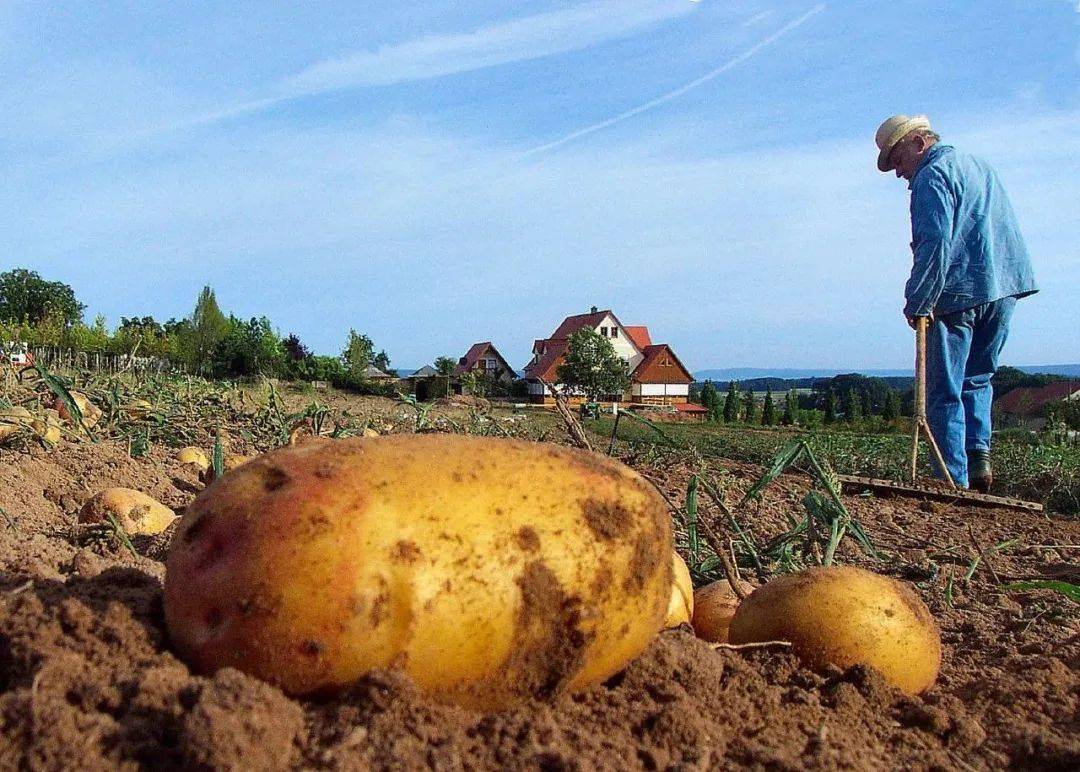 Loại rau củ h&igrave;nh d&aacute;ng kỳ cục gi&aacute; cực đắt, chỉ nh&agrave; gi&agrave;u mới vung tiền mua - Ảnh 3.