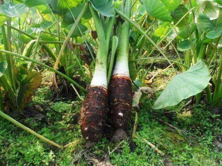 Loại rau củ h&igrave;nh d&aacute;ng kỳ cục gi&aacute; cực đắt, chỉ nh&agrave; gi&agrave;u mới vung tiền mua - Ảnh 6.