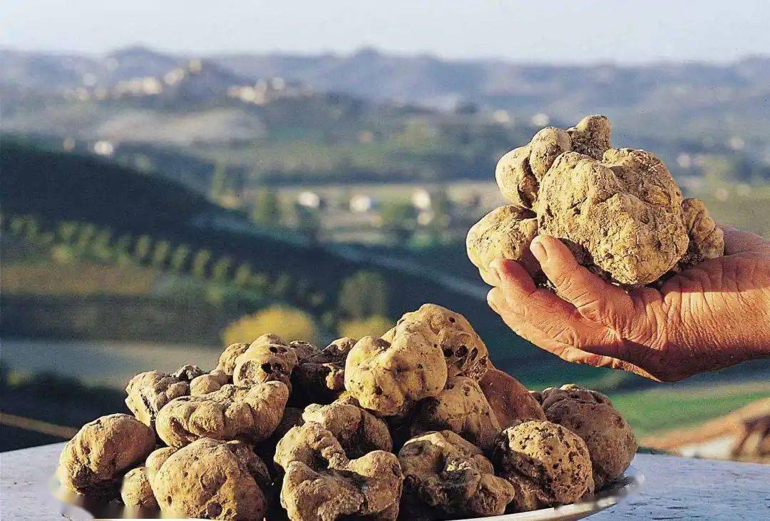 Loại rau củ h&igrave;nh d&aacute;ng kỳ cục gi&aacute; cực đắt, chỉ nh&agrave; gi&agrave;u mới vung tiền mua - Ảnh 1.