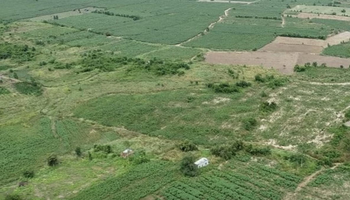 Hơn 100ha đất x&acirc;y dựng s&acirc;n bay Long Th&agrave;nh bị chiếm dụng để trồng khoai m&igrave; - Ảnh 2.